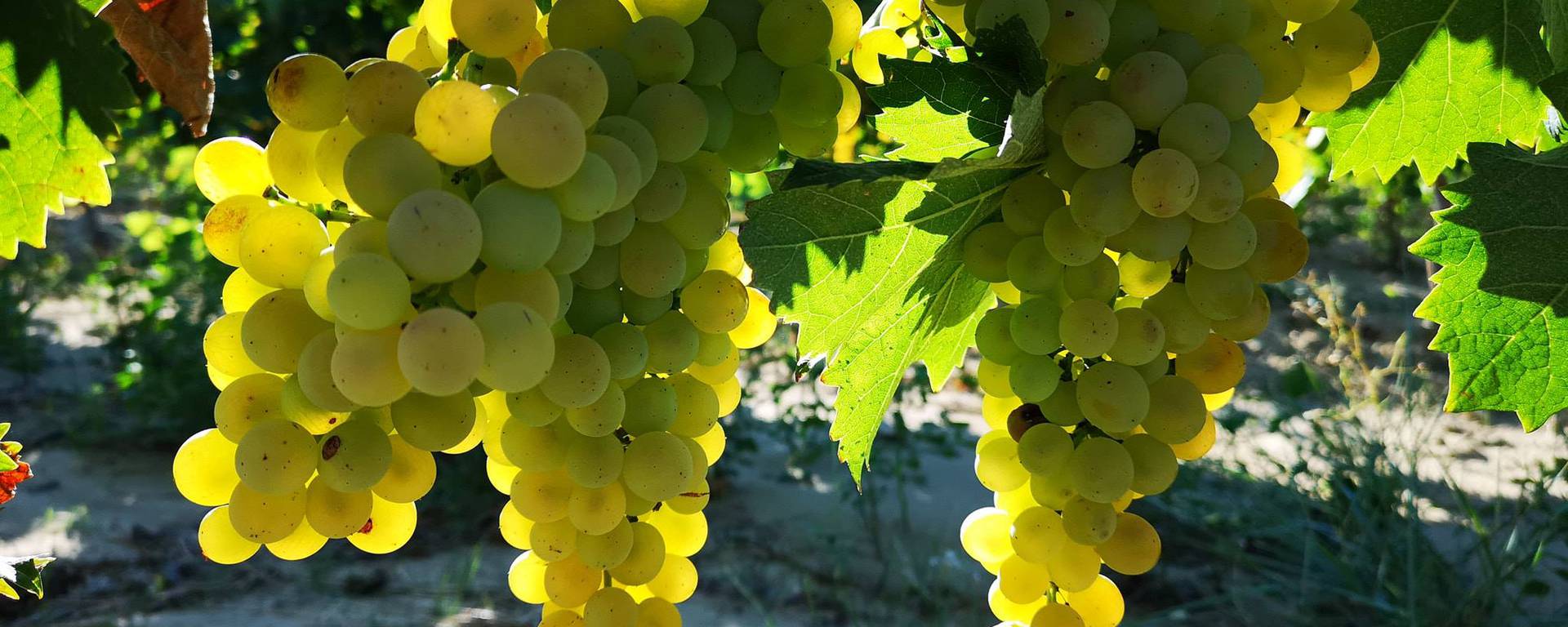 Raisin | Luberon | Bonnieux