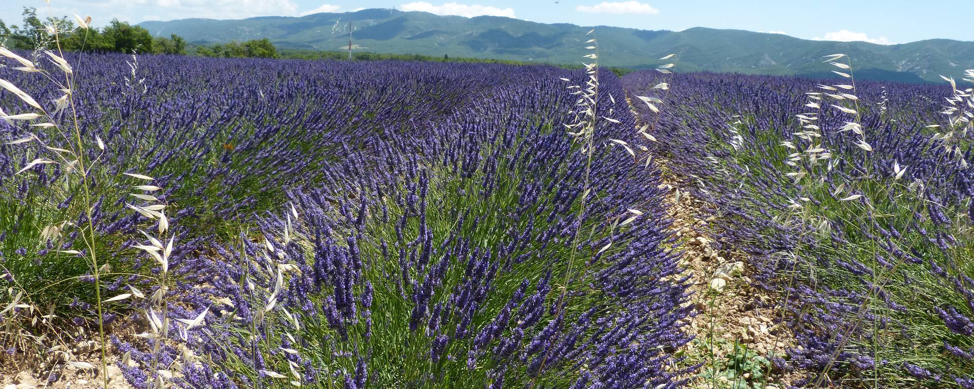 Luberon Apt Bonnieux Roussillon Ocres Provence Saignon Ménerbes Parc du Luberon Lavande Marché