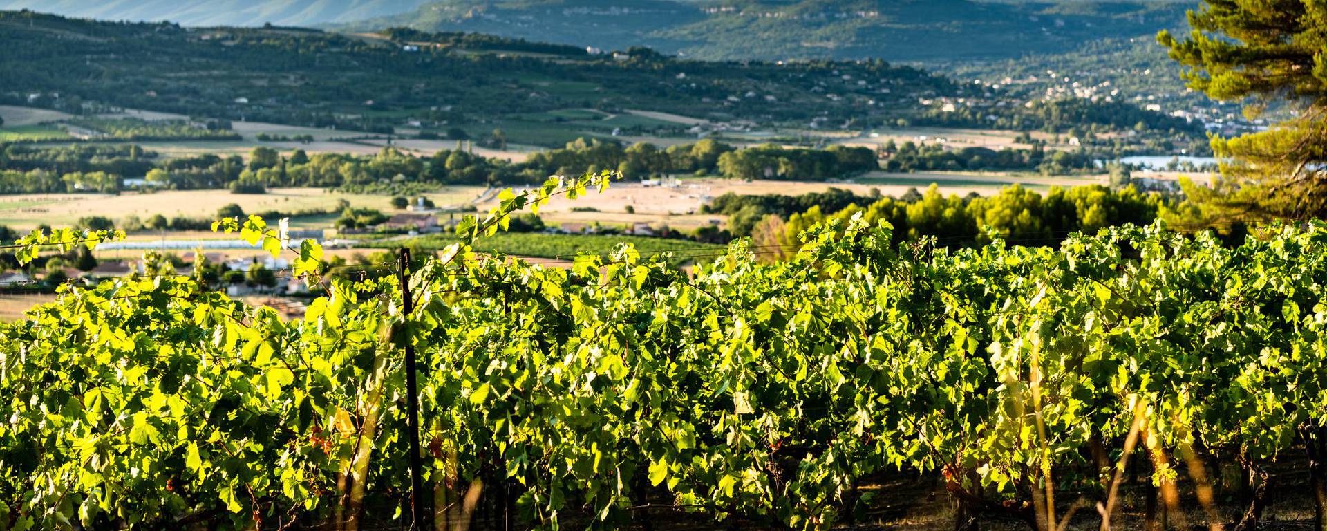 Paysage vignes | Luberon 