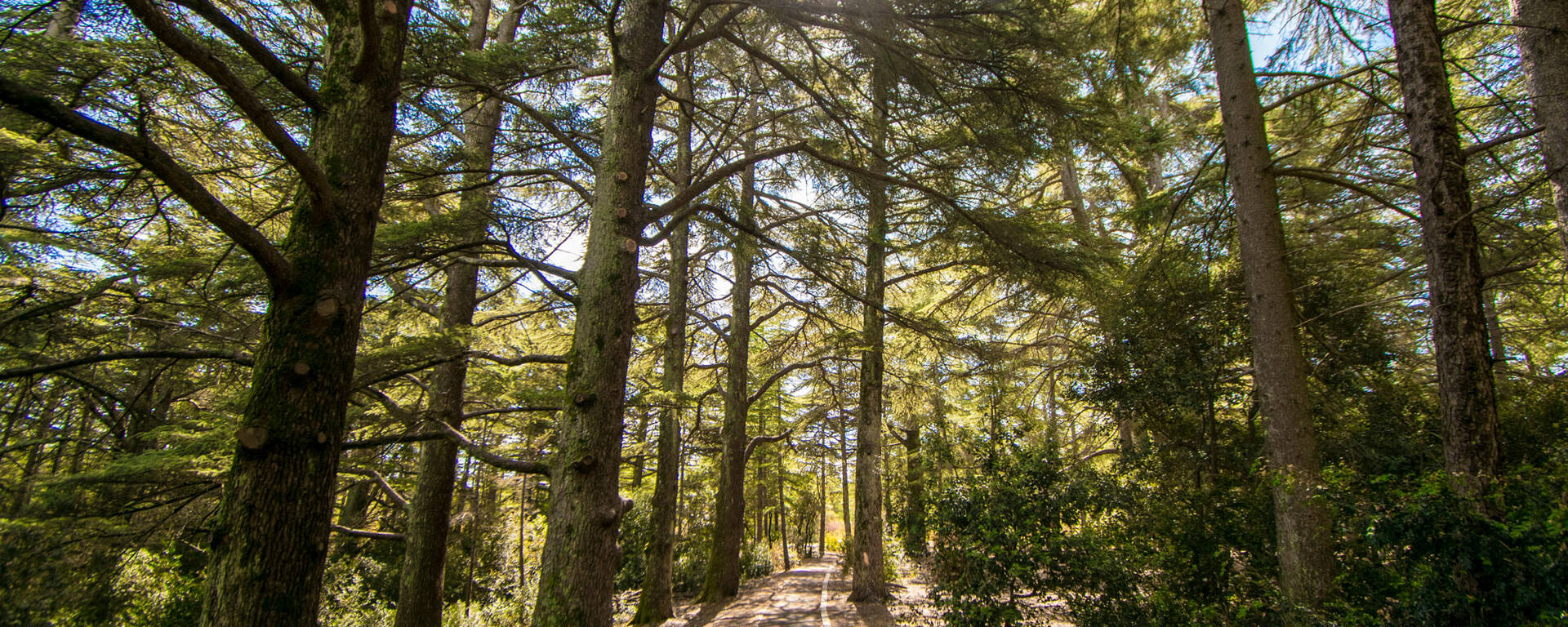 Forêt des cèdres