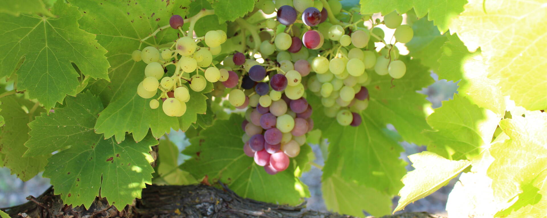 veraison | vigne | raisin 