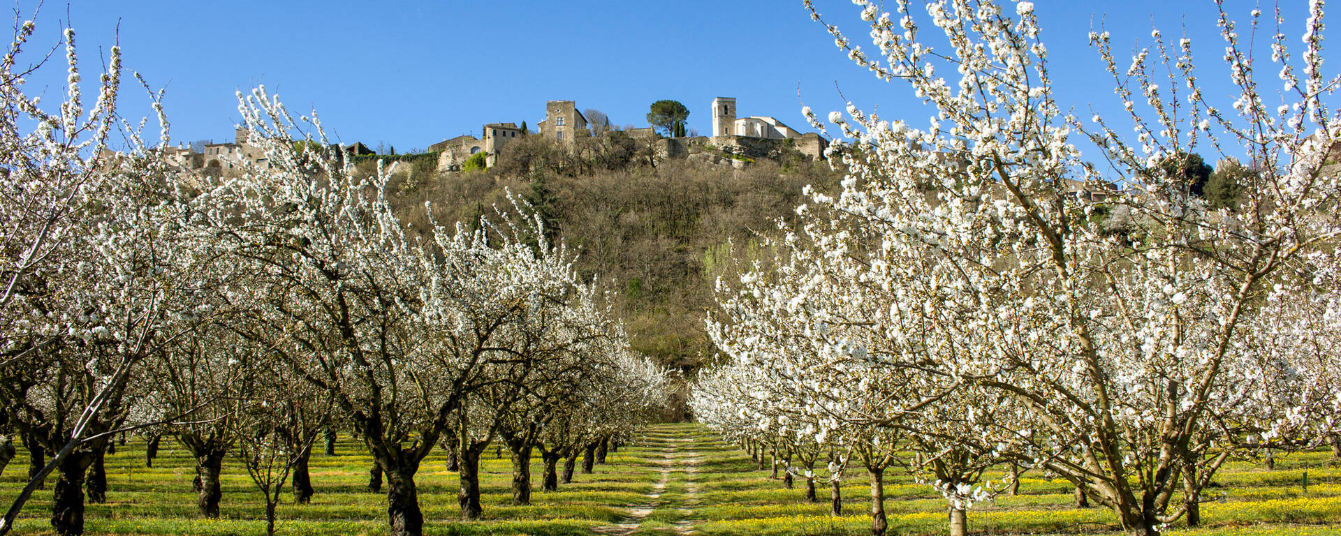 Arbres fruitiers en fleurs dans le Luberon