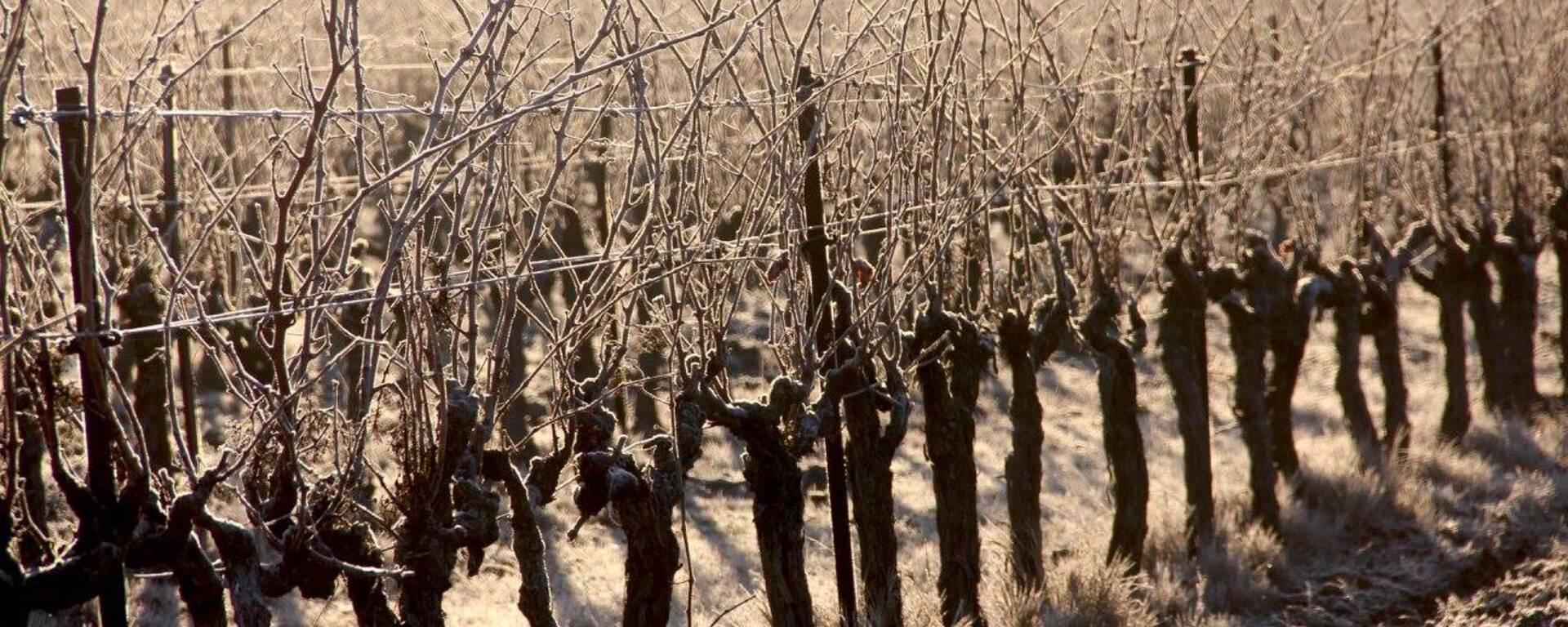 vigne | hiver 