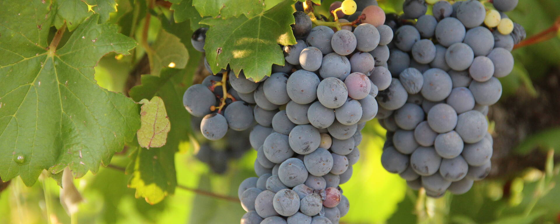 raisin | vigne