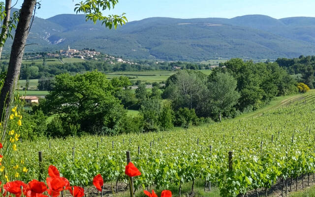 Vignoble | Château Saint Pons