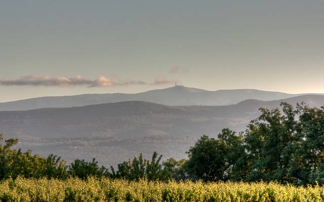 Montagne | Vignes | Vue | Mont Ventoux