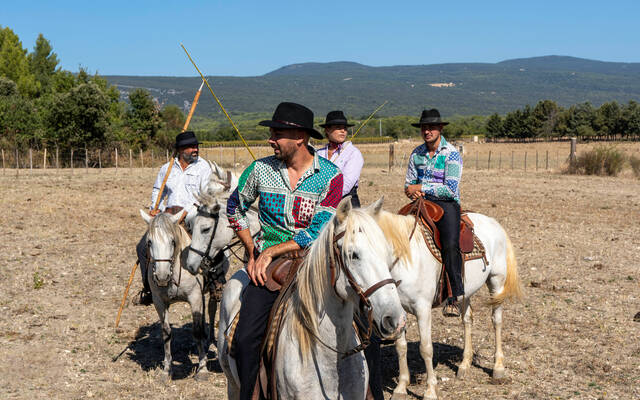 Taureaux | Manade | Roussillon