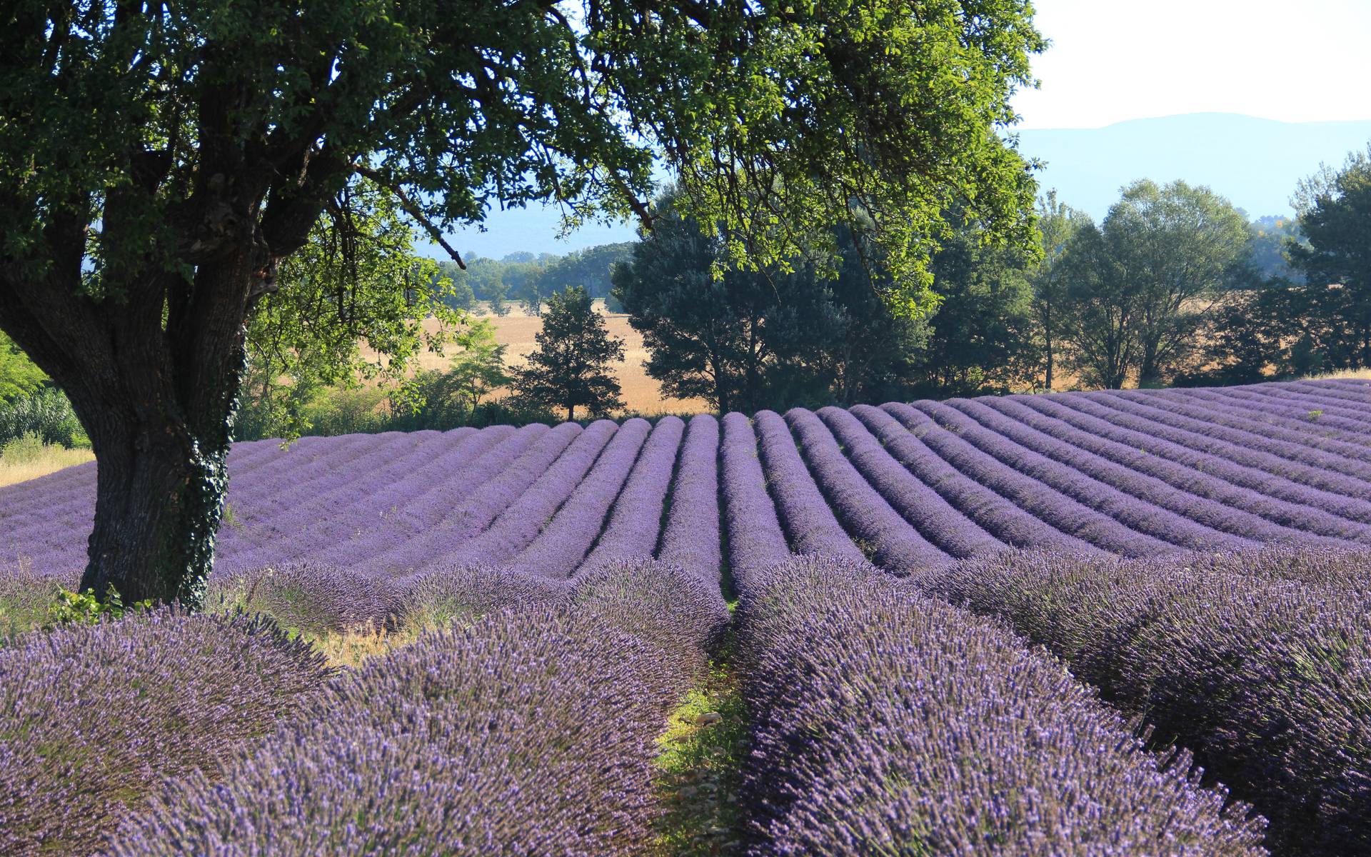 Provence : les champs de lavande s'adaptent au changement climatique