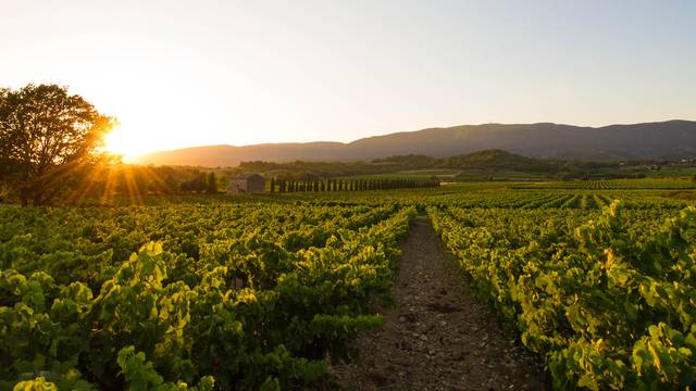 Sunset vignerons 2023