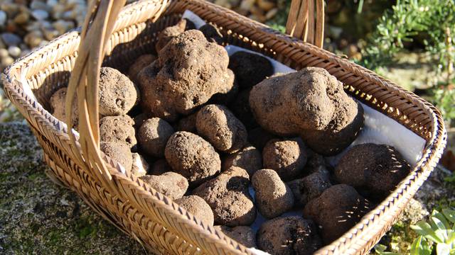Truffe du Luberon