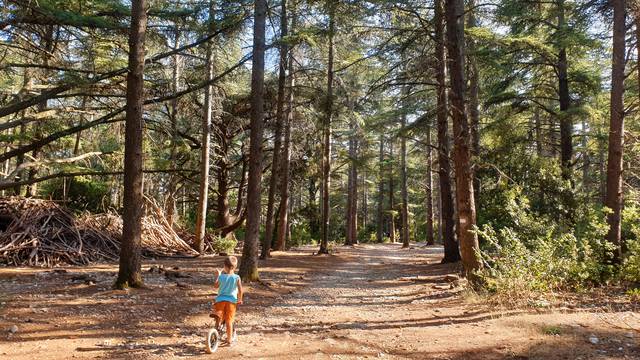 Forêt des cèdres | Randonnées à Bonnieux