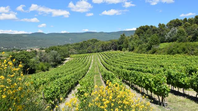 Vignes du Luberon | Domaine Château Saint-Pons
