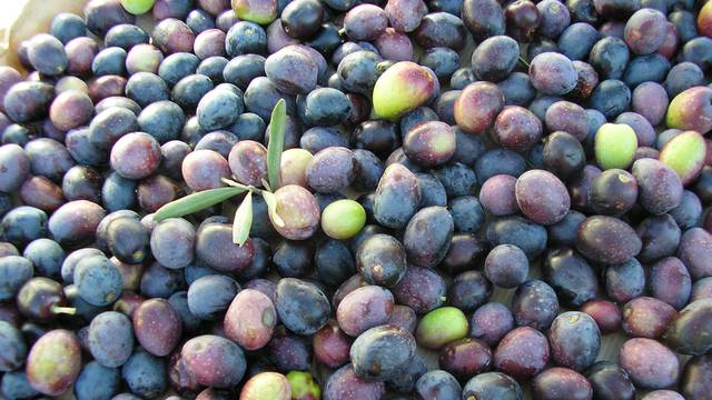 Producteurs du Luberon | Produits locaux | Vins du Luberon | Huile d'olive du Luberon | Souvenir du Luberon | Fruit confit d'Apt | Domaine viticole | Brasseur | 