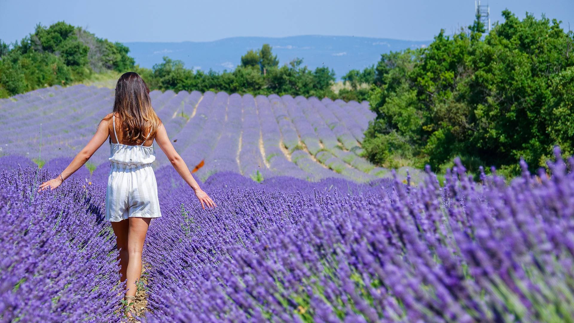 Lavande | Champs de Lavande | Luberon | Provence |Liberté 
