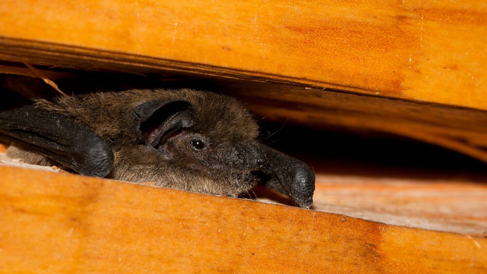 Chauve souris du Luberon