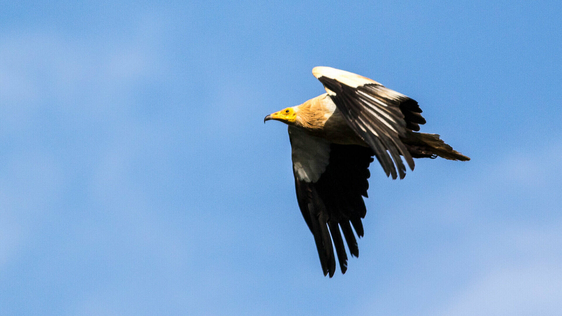 Vautour percnoptère du Luberon