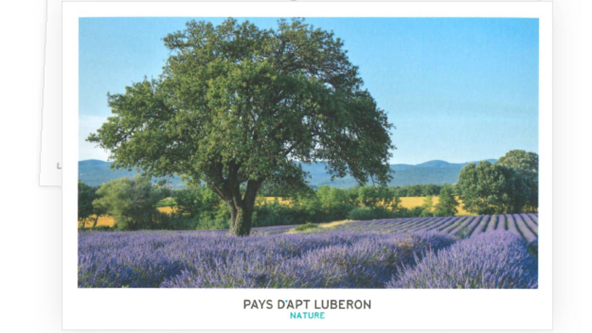 Carte postale des champs de lavande du Luberon