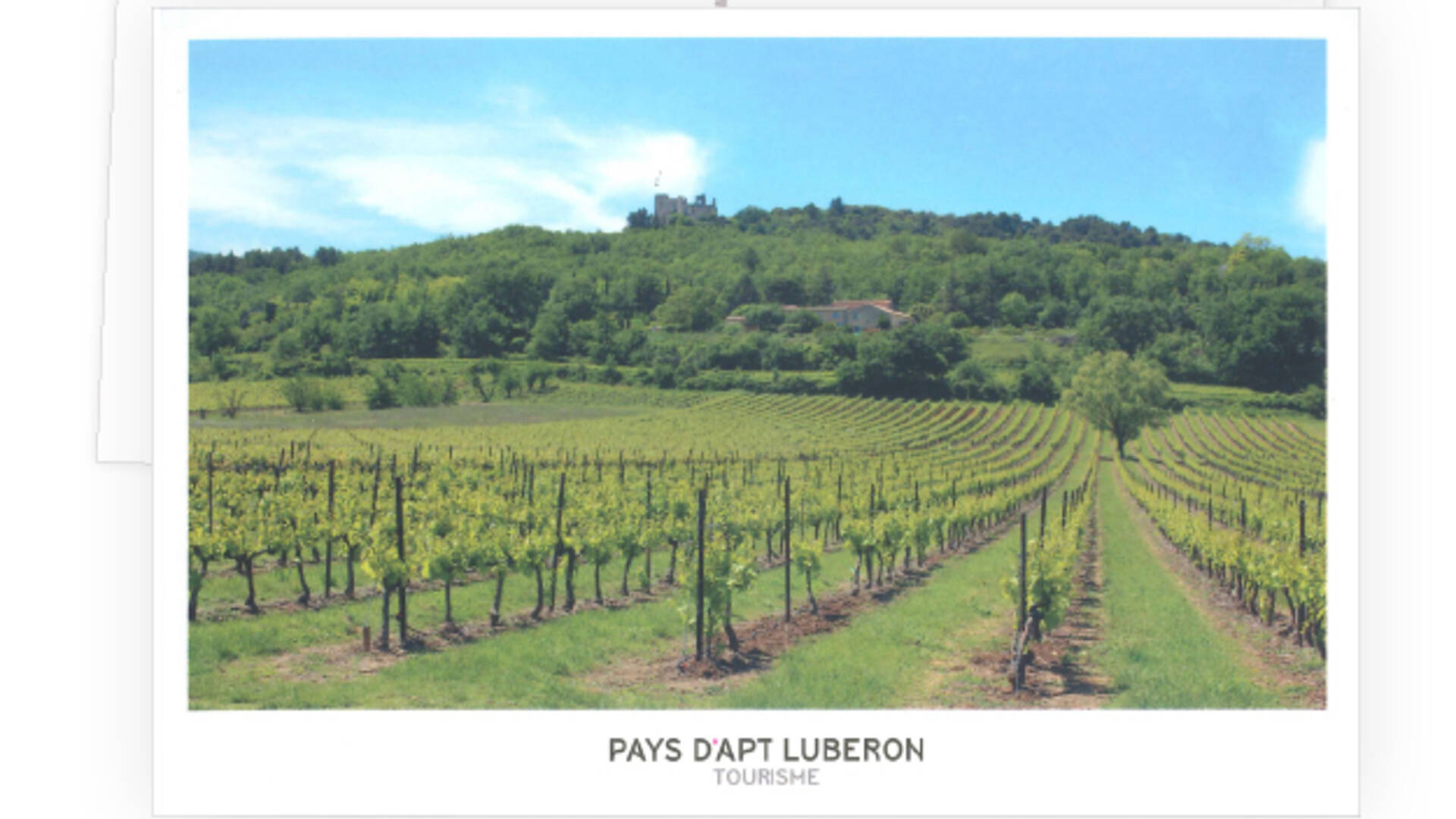 Carte postale des champs de vignes