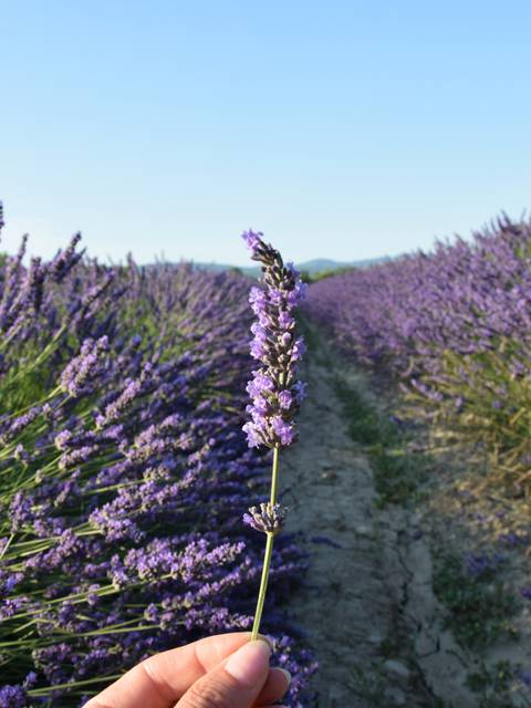 Lavandin | Pays d'Apt Luberon | Provence | Floraison