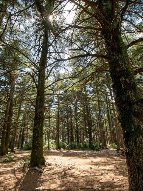  La Forêt des Cèdres, le poumon vert du Luberon