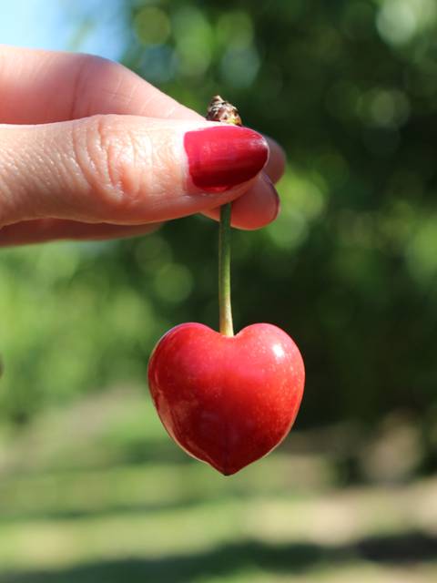 Cerise du Luberon | Branche | Rouge 