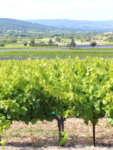 La vigne entre Luberon et Ventoux