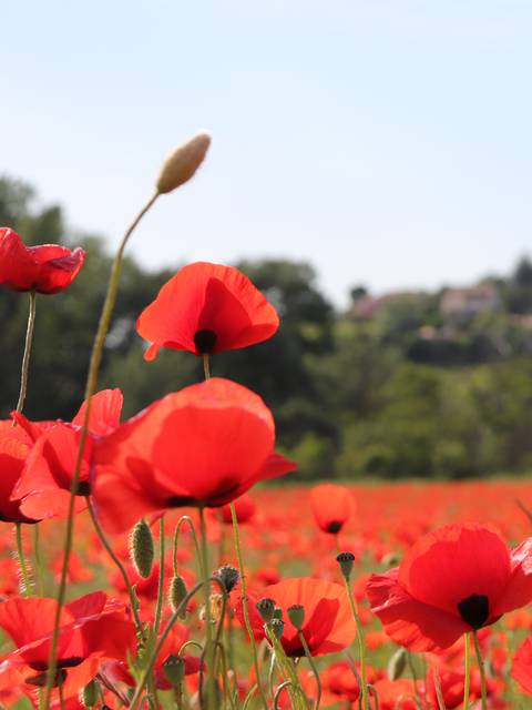 Coquelicot | Champs | Village | Villars