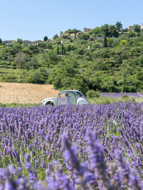La Lavande : l'Or Bleu du Luberon