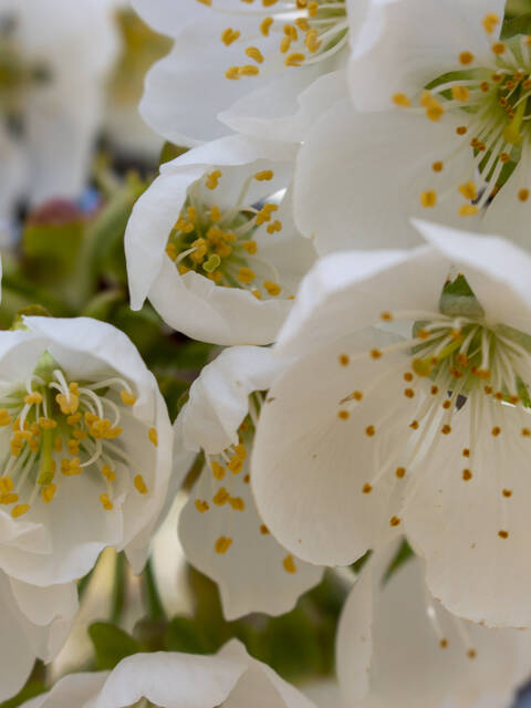 Top 3 des randonnées à faire au printemps