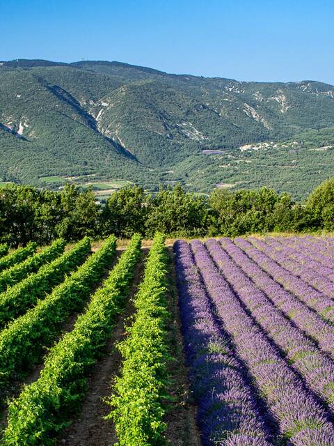 Vigne | Lavande