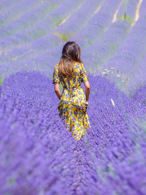 Champs de lavande du Luberon | Lavandins | Femme