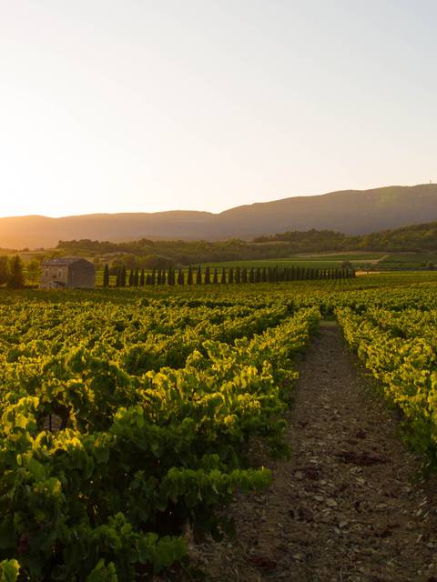 Sunset vignerons 2023