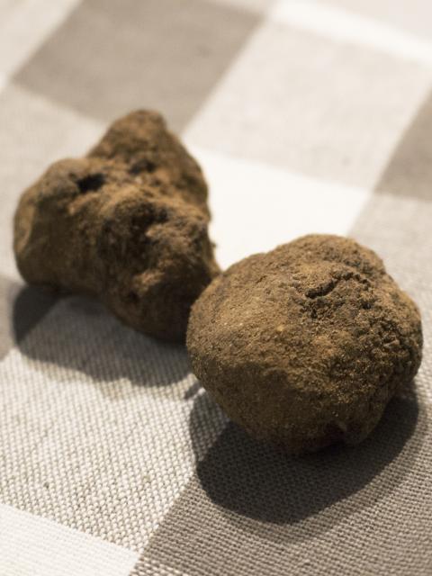Truffe mélanosporum du Vaucluse