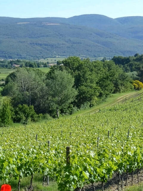 Vignoble | Château Saint Pons