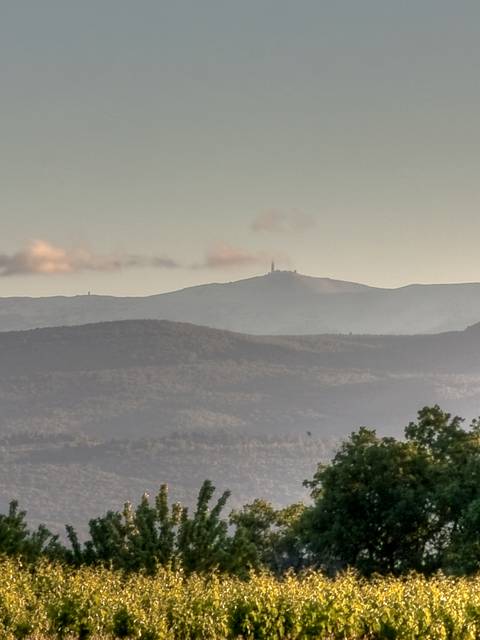 Montagne | Vignes | Vue | Mont Ventoux