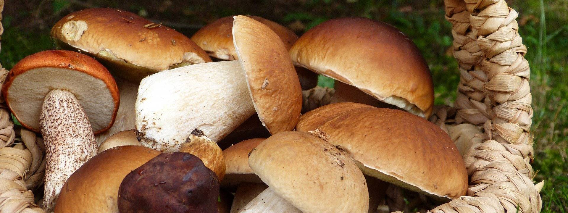 Champignons