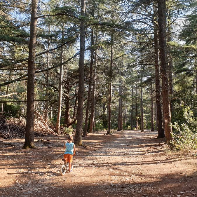 Forêt des Cèdres | Sentier du Portalas | Nature | Arbre | Bois | Cabane 