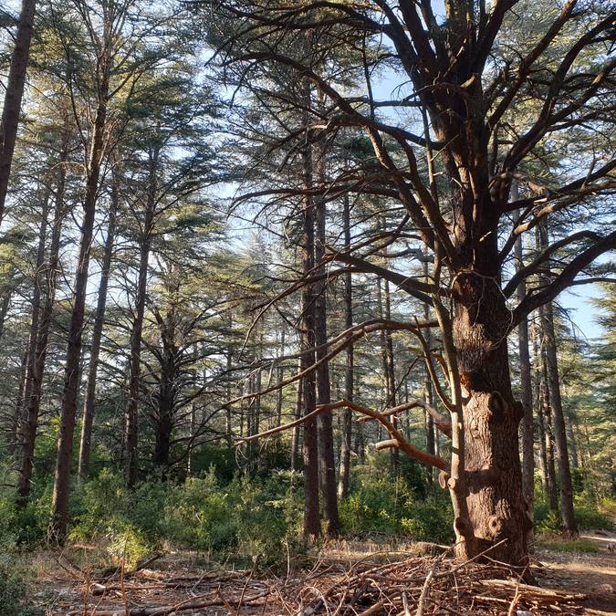 Forêt des Cèdres | Sentier du Portalas | Nature | Arbre 