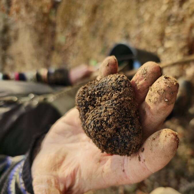 truffe