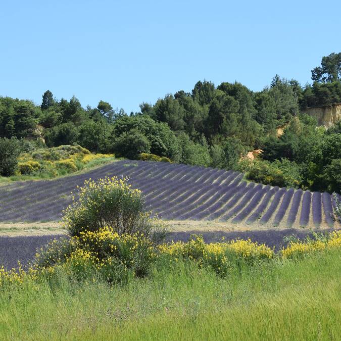 Lavande Ocres Nature