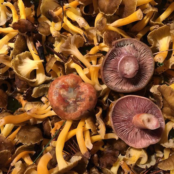 Champignons