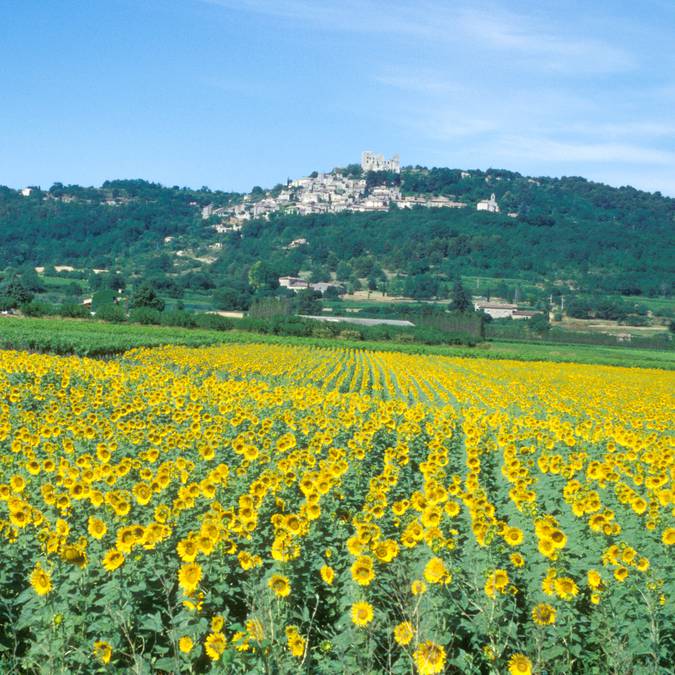 Lacoste | Patrimoine | Village perché | Tournesols