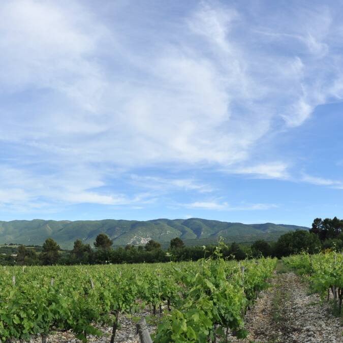 Vignobles Ventoux