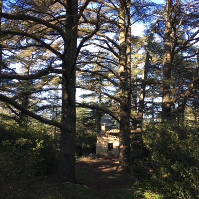 Bastidon du Pradon | Forêt des Cèdres | Cèdres de l'Atlas l Refuge