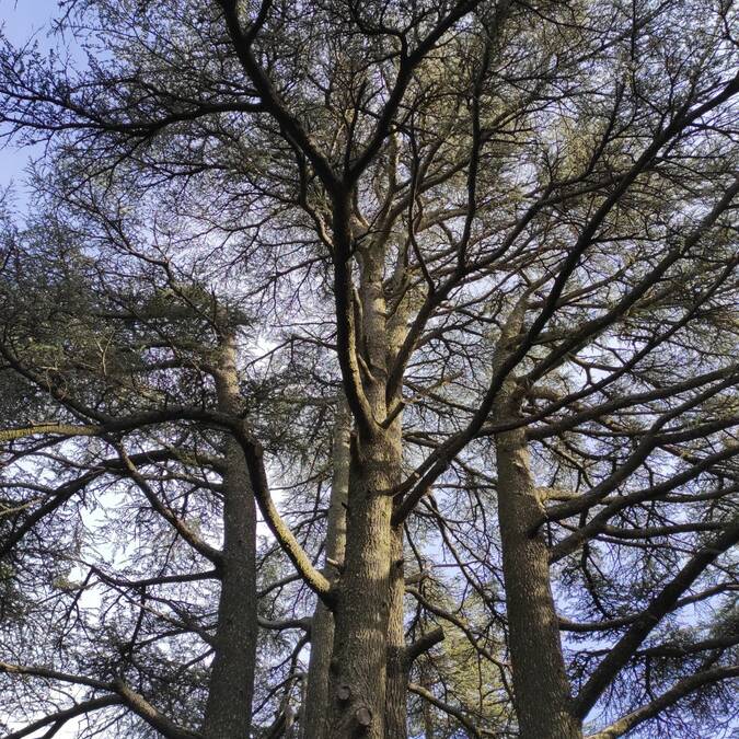 Forêt des Cèdres