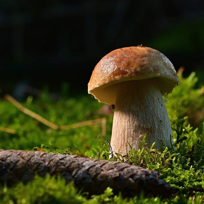 Champignons