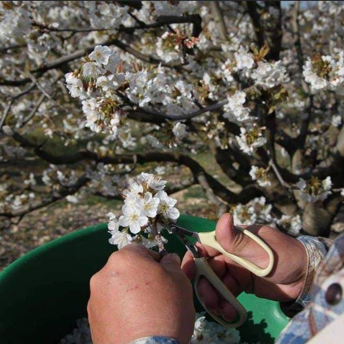 Les cerisiers en fleurs