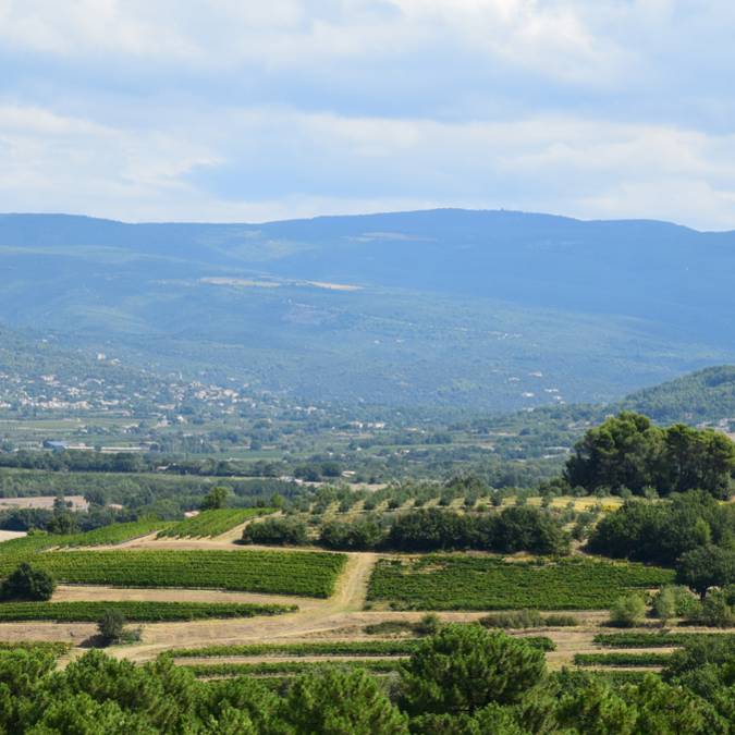 Vignes | Paysage | Monts de Vaucluse 