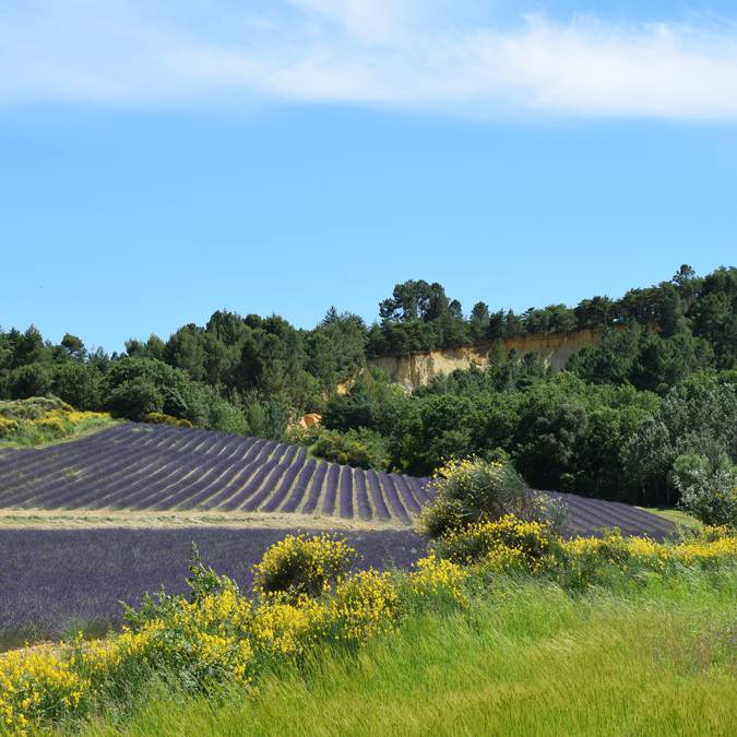 Champ de lavande | Floraison | Provence | Luberon | Paysage | Ocres