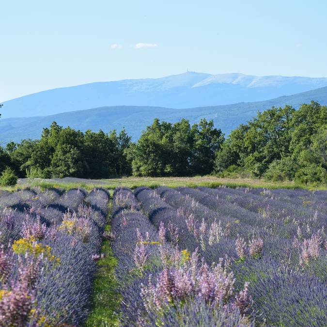 Champ de lavande | Floraison | Provence | Luberon